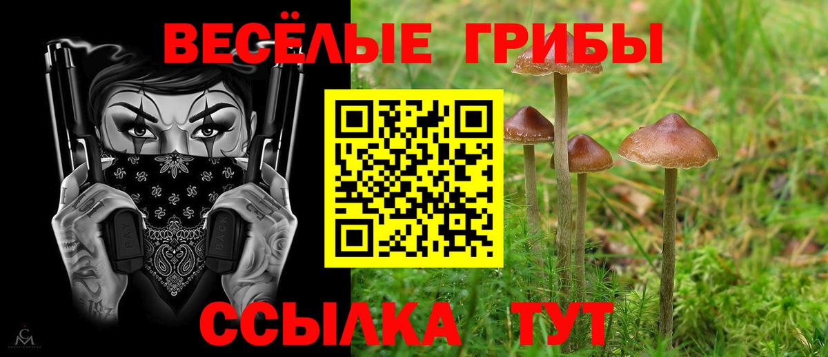 Псилоцибиновые грибы Psilocybine cubensis Бугульма